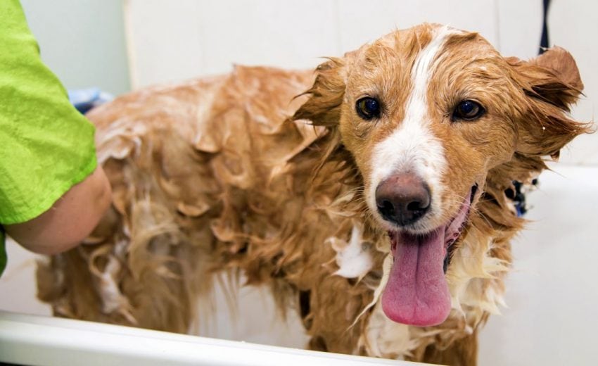 best dog shampoo
